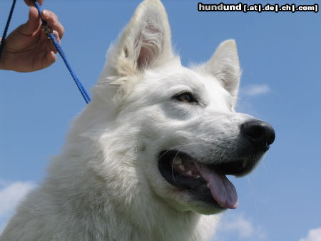 Weißer Schweizer Schäferhund Hunde Foto 25655 in höherer Auflösung ansehen Weißer Schweizer Schäferhund Moon Shune Miraja