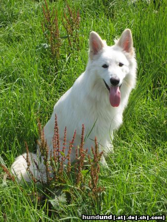 Weißer Schweizer Schäferhund Robin aus dem Hause Wagner