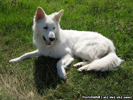 Weißer Schweizer Schäferhund Robin aus dem Hause Wagner