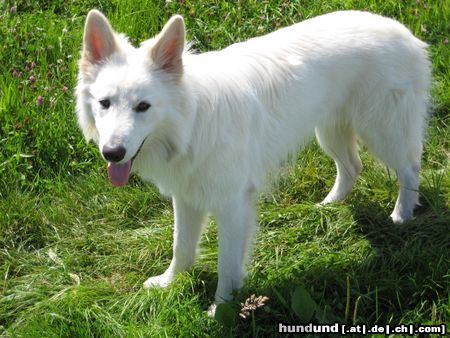 Weißer Schweizer Schäferhund Robin aus dem Hause Wagner