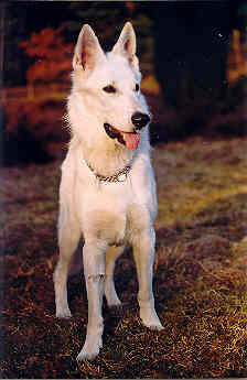 Weißer Schweizer Schäferhund Hunde Foto 33417 Weißer Schweizer Schäferhund weitblick..
