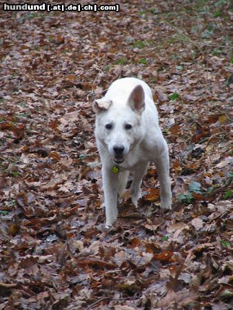 Weißer Schweizer Schäferhund Hunde Foto 21534 Weißer Schweizer Schäferhund Man sieht mir meine 11 Jahre noch nicht an