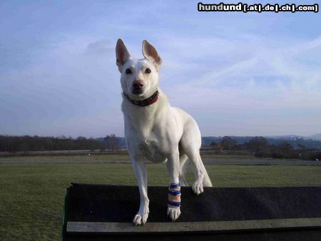 Weißer Schweizer Schäferhund Hunde Foto 15188 in höherer Auflösung ansehen Weißer Schweizer Schäferhund Toller Ausblick