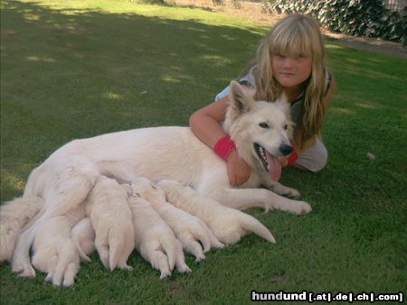 Weißer Schweizer Schäferhund Hunde Foto 13679 Weißer Schweizer Schäferhund Babys ab dem 4 September abzugeben.Tel.06624-7170