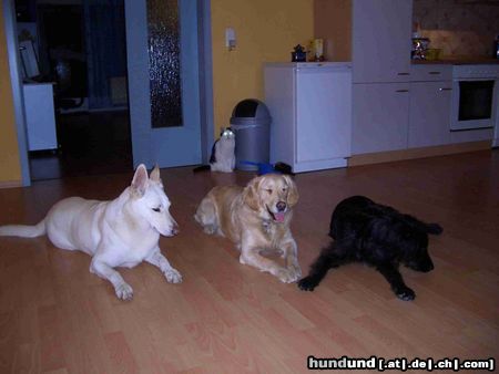 Weißer Schweizer Schäferhund Hunde Foto 15186 in höherer Auflösung ansehen Weißer Schweizer Schäferhund Psst ich glaub die Katze ist ein Alien