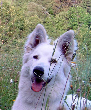Weißer Schweizer Schäferhund Hunde Foto 33628 Weißer Schweizer Schäferhund Anakin
