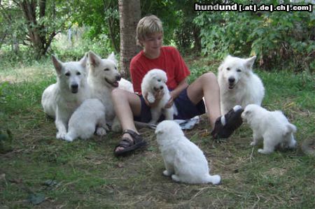 Weißer Schweizer Schäferhund Hunde Foto 14124 Weißer Schweizer Schäferhund Weiße-Schäferhundwelpe: mit Lars im Garten