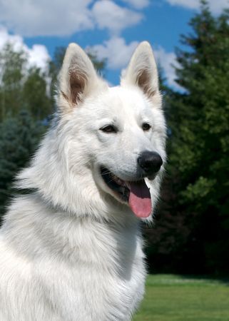 Weißer Schweizer Schäferhund Hunde Foto 38623 in höherer Auflösung ansehen Weißer Schweizer Schäferhund