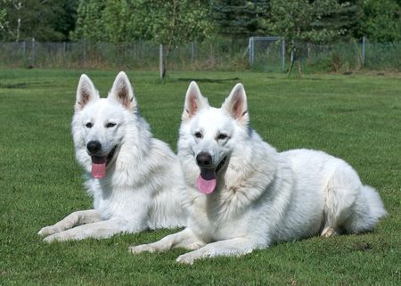 Weißer Schweizer Schäferhund Hunde Foto 38625 in höherer Auflösung ansehen Weißer Schweizer Schäferhund