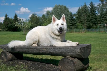 Weißer Schweizer Schäferhund Hunde Foto 38624 in höherer Auflösung ansehen Weißer Schweizer Schäferhund