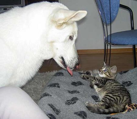 Weißer Schweizer Schäferhund Hunde Foto 33937 Weißer Schweizer Schäferhund Aura und Maya