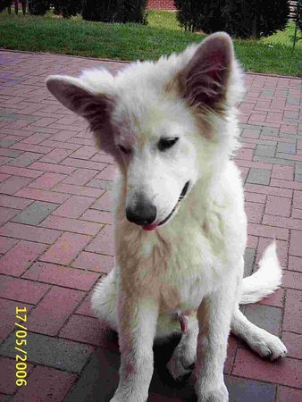 Weißer Schweizer Schäferhund Hunde Foto 32368 Weißer Schweizer Schäferhund Richi 5 Monate