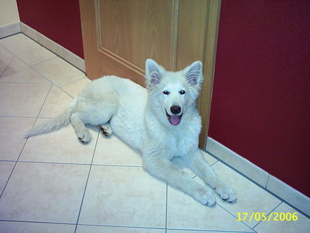 Weißer Schweizer Schäferhund Hunde Foto 32369 Weißer Schweizer Schäferhund Richi 5 Monate