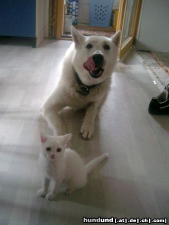 Weißer Schweizer Schäferhund Hunde Foto 18180 in höherer Auflösung ansehen Weißer Schweizer Schäferhund Der Beweis wie gerne ich Katzen mag.