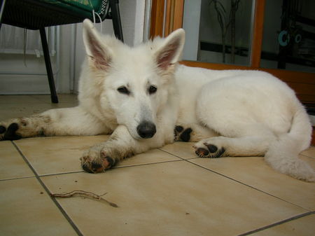 Weißer Schweizer Schäferhund Hunde Foto 39329 in höherer Auflösung ansehen Weißer Schweizer Schäferhund Molly
