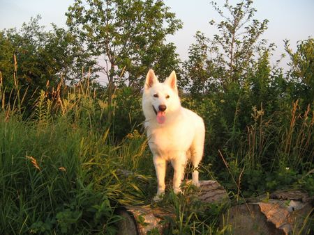 Weißer Schweizer Schäferhund Hunde Foto 34361 Weißer Schweizer Schäferhund