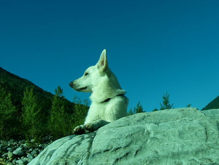 Weißer Schweizer Schäferhund Hunde Foto 39982 in höherer Auflösung ansehen Weißer Schweizer Schäferhund Jacky im Urlaub