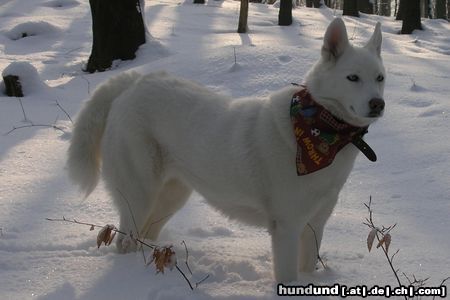 Weißer Schweizer Schäferhund Hunde Foto 10866 Weißer Schweizer Schäferhund Lara, so mag sie es