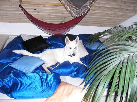 Weißer Schweizer Schäferhund Hunde Foto 36395 in höherer Auflösung ansehen Weißer Schweizer Schäferhund Prinzessin Emilie beim Relaxen