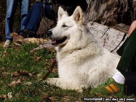 Weißer Schweizer Schäferhund Hunde Foto 14272 Weißer Schweizer Schäferhund Aslak 2 Jahre alt
