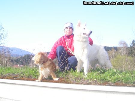 Weißer Schweizer Schäferhund Hunde Foto 22115 in höherer Auflösung ansehen Weißer Schweizer Schäferhund