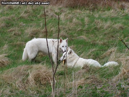 Weißer Schweizer Schäferhund Hunde Foto 14275 Weißer Schweizer Schäferhund Leya&Aslak