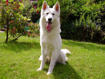 Weißer Schweizer Schäferhund Hunde Foto 32491 in höherer Auflösung ansehen Weißer Schweizer Schäferhund Sunny