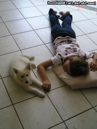 Weißer Schweizer Schäferhund Hunde Foto 13450 Weißer Schweizer Schäferhund Babyalarm