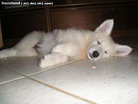Weißer Schweizer Schäferhund Hunde Foto 13518 Weißer Schweizer Schäferhund unsere Süße