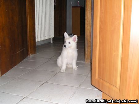 Weißer Schweizer Schäferhund Hunde Foto 13517 Weißer Schweizer Schäferhund unsere Süße