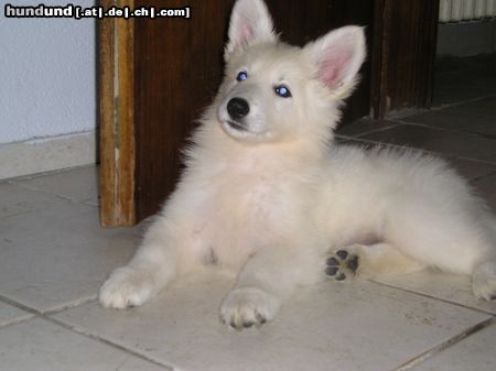 Weißer Schweizer Schäferhund Hunde Foto 13515 Weißer Schweizer Schäferhund unsere Süße