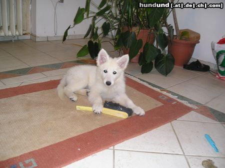 Weißer Schweizer Schäferhund Hunde Foto 14201 Weißer Schweizer Schäferhund Easy