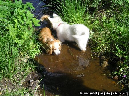 Weißer Schweizer Schäferhund Hunde Foto 14198 Weißer Schweizer Schäferhund Easy