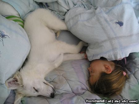 Weißer Schweizer Schäferhund Hunde Foto 15056 in höherer Auflösung ansehen Weißer Schweizer Schäferhund