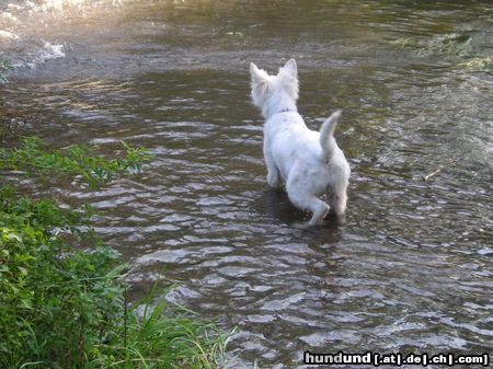 Weißer Schweizer Schäferhund Hunde Foto 15219 in höherer Auflösung ansehen Weißer Schweizer Schäferhund