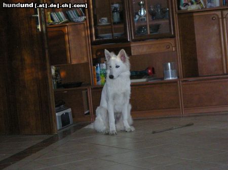 Weißer Schweizer Schäferhund Hunde Foto 16815 in höherer Auflösung ansehen Weißer Schweizer Schäferhund Easy ist im Element