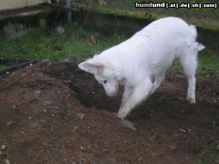 Weißer Schweizer Schäferhund Hunde Foto 16817 in höherer Auflösung ansehen Weißer Schweizer Schäferhund Easy ist im Element
