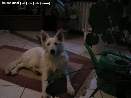 Weißer Schweizer Schäferhund Hunde Foto 16818 in höherer Auflösung ansehen Weißer Schweizer Schäferhund Easy ist im Element