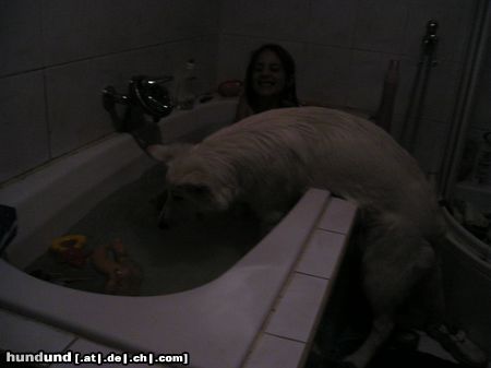 Weißer Schweizer Schäferhund Hunde Foto 17088 in höherer Auflösung ansehen Weißer Schweizer Schäferhund Wasserhund
