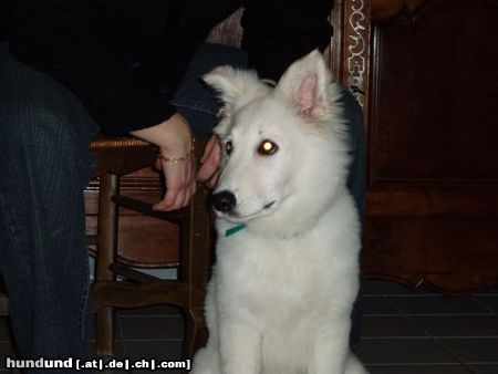 Weißer Schweizer Schäferhund Hunde Foto 19051 in höherer Auflösung ansehen Weißer Schweizer Schäferhund c'est mon petit chien vicky de france