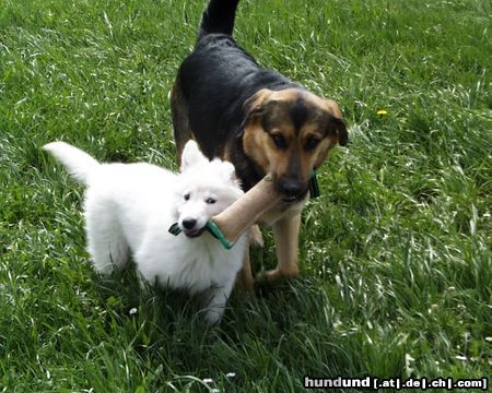 Weißer Schweizer Schäferhund Hunde Foto 15713 in höherer Auflösung ansehen Weißer Schweizer Schäferhund Blanca und Gina