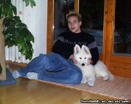 Weißer Schweizer Schäferhund Hunde Foto 7685 Weißer Schweizer Schäferhund Der kleine Dakota