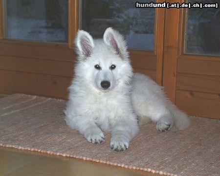 Weißer Schweizer Schäferhund Hunde Foto 9386 Weißer Schweizer Schäferhund House of white harmony´s Dakota