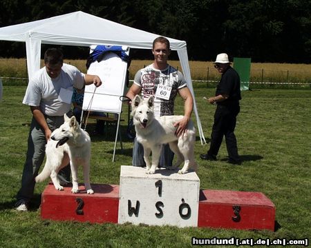 Weißer Schweizer Schäferhund Hunde Foto 15714 in höherer Auflösung ansehen Weißer Schweizer Schäferhund Blanca, 1. Platz Babyklasse Alpentrophy