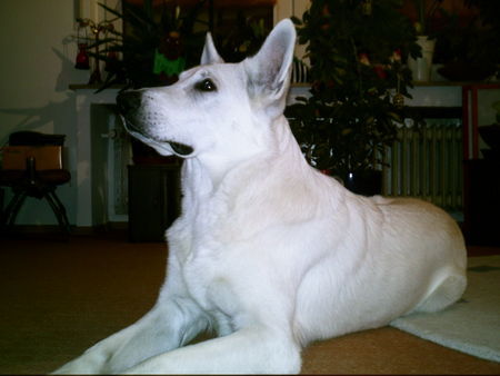 Weißer Schweizer Schäferhund Hunde Foto 41450 in höherer Auflösung ansehen Weißer Schweizer Schäferhund