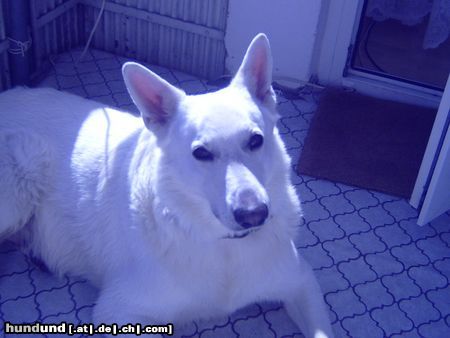 Weißer Schweizer Schäferhund Hunde Foto 21897 in höherer Auflösung ansehen Weißer Schweizer Schäferhund Mein jetzt 6 1/2 hund 68cm und 48 kg Johnny
