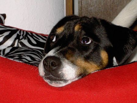 Weißer Schweizer Schäferhund Hunde Foto 27103 Weißer Schweizer Schäferhund Yoshi