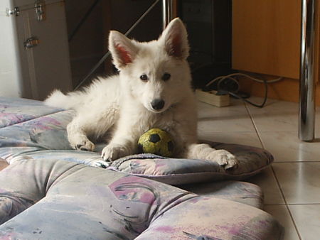 Weißer Schweizer Schäferhund Hunde Foto 38042 in höherer Auflösung ansehen Weißer Schweizer Schäferhund finlay 9 wochen