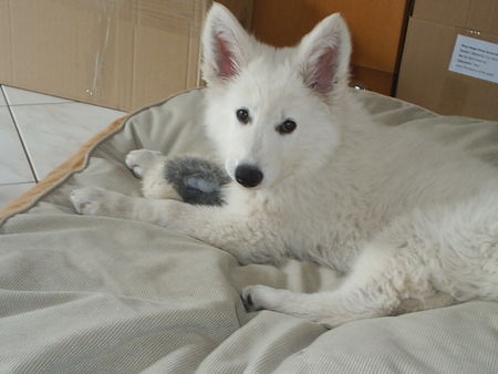 Weißer Schweizer Schäferhund Hunde Foto 38043 in höherer Auflösung ansehen Weißer Schweizer Schäferhund finlay 9 wochen