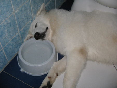 Weißer Schweizer Schäferhund Hunde Foto 34376 Weißer Schweizer Schäferhund